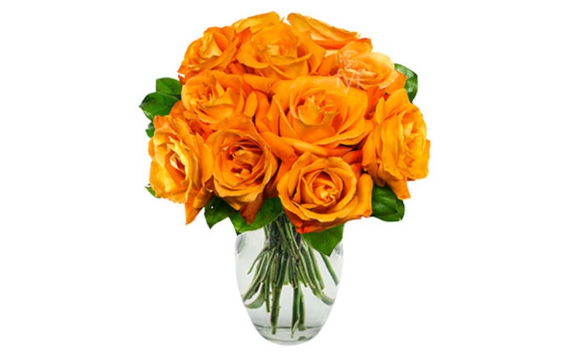 Orange Roses