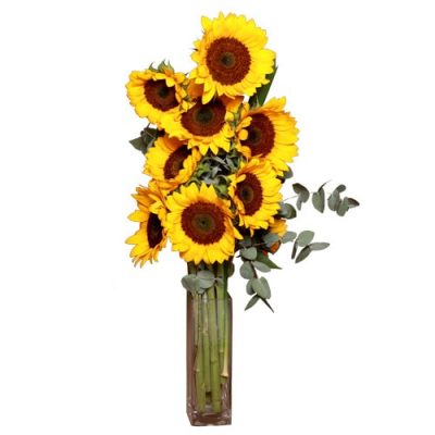 Sunflower Fantasy