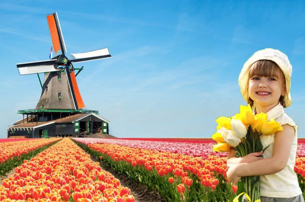 Home - Holland Tulips